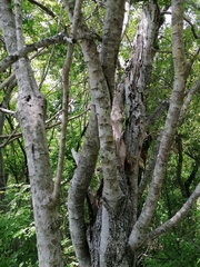 Havardia campylacantha