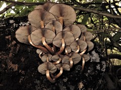 Hypholoma brunneum image