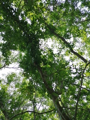 Havardia campylacantha