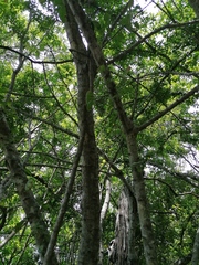 Havardia campylacantha