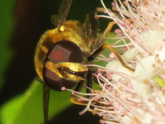 Helophilus obscurus