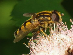 Helophilus obscurus
