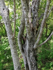 Havardia campylacantha