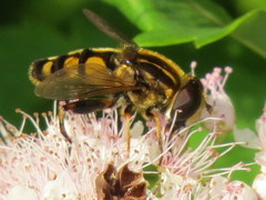 Helophilus obscurus