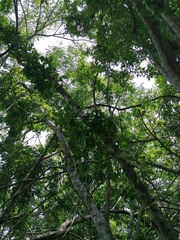 Havardia campylacantha