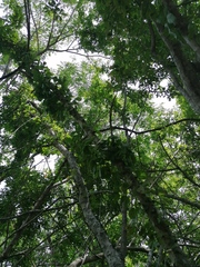 Havardia campylacantha