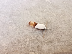 Ponometia elegantula