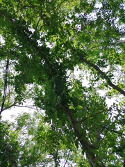 Havardia campylacantha