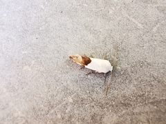 Ponometia elegantula