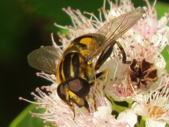 Helophilus obscurus