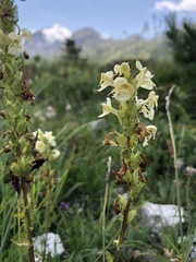 Pedicularis elongata