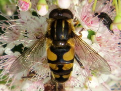 Helophilus obscurus