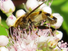 Helophilus obscurus