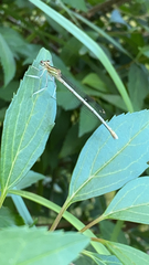 Platycnemis pennipes