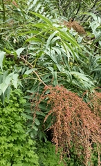 Sorbaria tomentosa