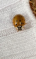 Harmonia axyridis