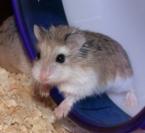 Campbell's dwarf hamster, Animal Database