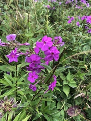 Phlox ovata