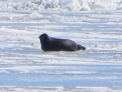 Pusa hispida botnica