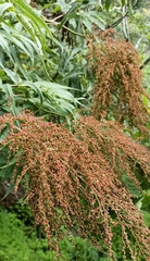 Sorbaria tomentosa
