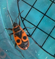 Pyrrhocoris apterus