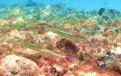 Fistularia tabacaria