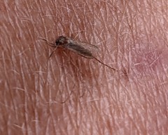 Coquillettidia perturbans