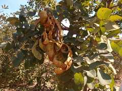 Stryphnodendron coriaceum