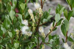 Salix foetida