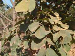 Stryphnodendron coriaceum