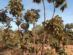 Stryphnodendron coriaceum