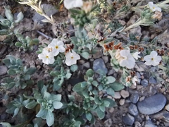 Euploca confertifolia