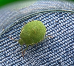 Palomena prasina