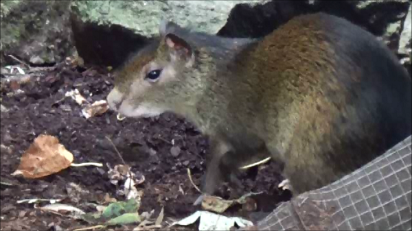 Black-rumped Agouti