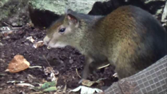 Black-rumped Agouti