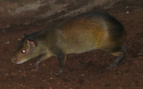 Black-rumped Agouti