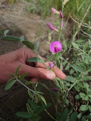 Corethrodendron fruticosum