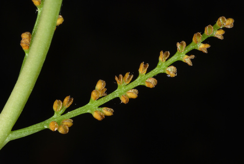 Rattlesnake fern (Botrypus virginianus)