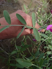Corethrodendron fruticosum