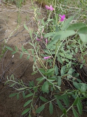 Corethrodendron fruticosum