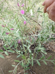 Corethrodendron fruticosum