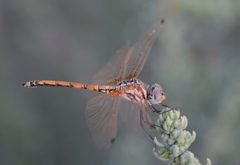 Trithemis arteriosa