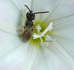 Halictus confusus