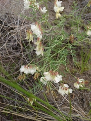 Vicia costata