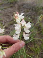 Vicia costata