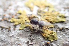 Neopachygaster meromelas