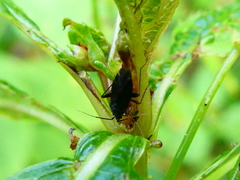 Adelphocoris seticornis