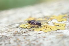 Neopachygaster meromelas