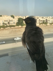 Acridotheres tristis