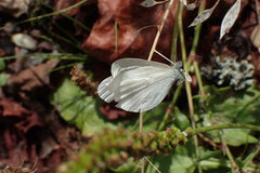 Leptidea juvernica